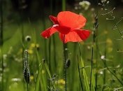 Лето снова "занимает позиции": в Украину вернется 30-градусная жара