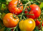 Помидоры нуждаются в правильном уходе (изображение создано с помощью ИИ)