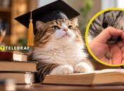 Ваш кот гений?