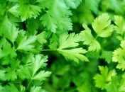 Чем полезна петрушка для здоровья