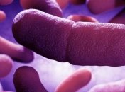 Учеными создано живое устройство для записи и хранения информации