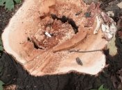 Четыре срубленные дуба крымский лесничий оценил в 400 долларов