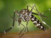 В Финляндии из-за жары исчезли все комары