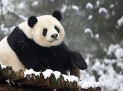 Умерла старейшая в мире гигантская панда 