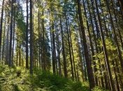 На Закарпатье дети соберут пазл карпатских лесов