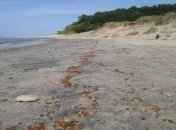 Берега Балтийского моря покрылись янтарем