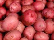 Чем полезен красный картофель