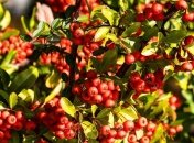 Приметы и обряды на 25 мая - День Епифана, Рябиновка