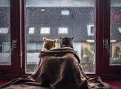 Дожди придут в Украину, несмотря на войну