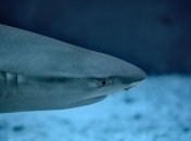 Еще эпохи динозавров: ученые идентифицировали акулу по останкам позвонков