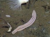 Новый вид морского червя поможет биологам разгадать тайны эволюции