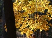 Ветер, заморозки и снег: в Украине ухудшиться погода 