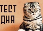 Послание от Вашего подсознания: быстрый тест с котиками