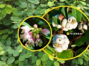 Снежноягодник белый - распространенное в Украине растение