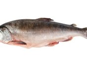 Чешские экологи восстановят популяцию лососей