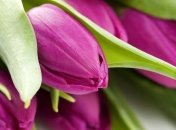 Нежные поздравления с 8 марта в прозе