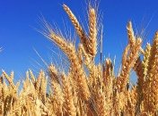 Количество производства зерновых в Украине за 2019 год: неутешительный прогноз