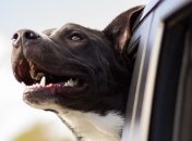 Смешные собаки без логики, которые вас развеселят