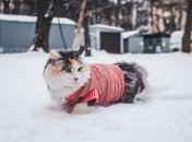 Павлов день в 2023 году отмечается 15 декабря (ранее 28 декабря)