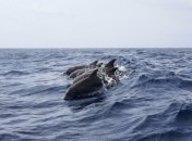 Глобальное потепление: морские виды быстрее наземных адаптируются к изменению климата