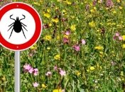 Как защититься от укусов клещей 