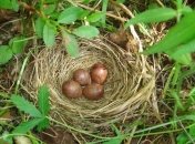 Ученые выяснили интересный факт о птицах