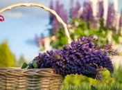 Дачникам на заметку: полезные лайфхаки для сада и огорода