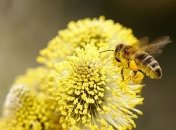 Друг друга не поймут: пчелы разговаривают на разных языках