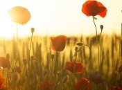 Прогноз погоды на 26 июня: в какие регионы Украины придет жара 