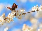 Прогноз погоды на 23 апреля: дожди, грозы и заморозки