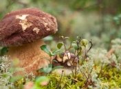 Мужчина ушел по грибы 8 октября и до сих пор не вернулся