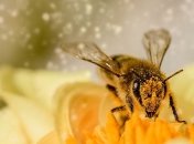 Укус пчелы: что делать если Вас укусило это насекомое