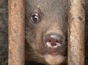 На Харьковщине из-за теплой зимы медведи не сомкнут глаз