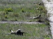 Штаб ООС: боевики семь раз нарушали "тишину"