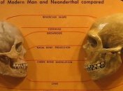 Почему у неандертальцев мозг был больше?