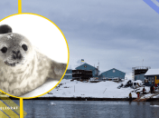 Тюлені на станції "Вернадський", ілюстративне фото