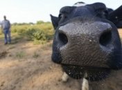 На Волыни крестьяне бунтуют, требуя вернуть долги за молоко