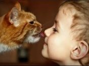 Коты защитят детей от аллергии