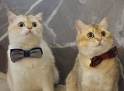 Котики уже готовы привлекать ваше внимание