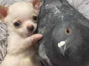 Ліпші друзі: голуб та цуценя мають незвичну дружбу (Фото)