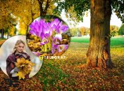 Безвременник осенний чаще можно увидеть в Карпатах