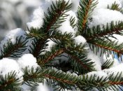 В Одесской области незаконно срубили 320 сосен