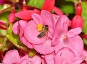 Советы садоводов: как и когда стоит пересаживать бегонию