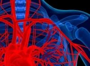 Кровеносные сосуды у мужчин функционируют совершенно иначе, чем у женщин