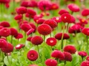 15 июля - праздник, что категорически запрещено делать, главные приметы