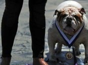 В США прошло ежегодное соревнование по собачьему серфингу