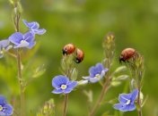 30 августа 2015, примета дня. Помогите тем, кто нуждается в помощи