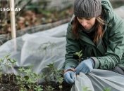 Рассаду можно защитить от заморозков (изображение создано с помощью ИИ)