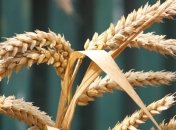 Петрашко: В Украине не будет дефицита хлеба