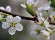 В Киеве в апреле зафиксировали семь дней "лета"